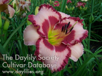Daylily Ruby Red Ripples